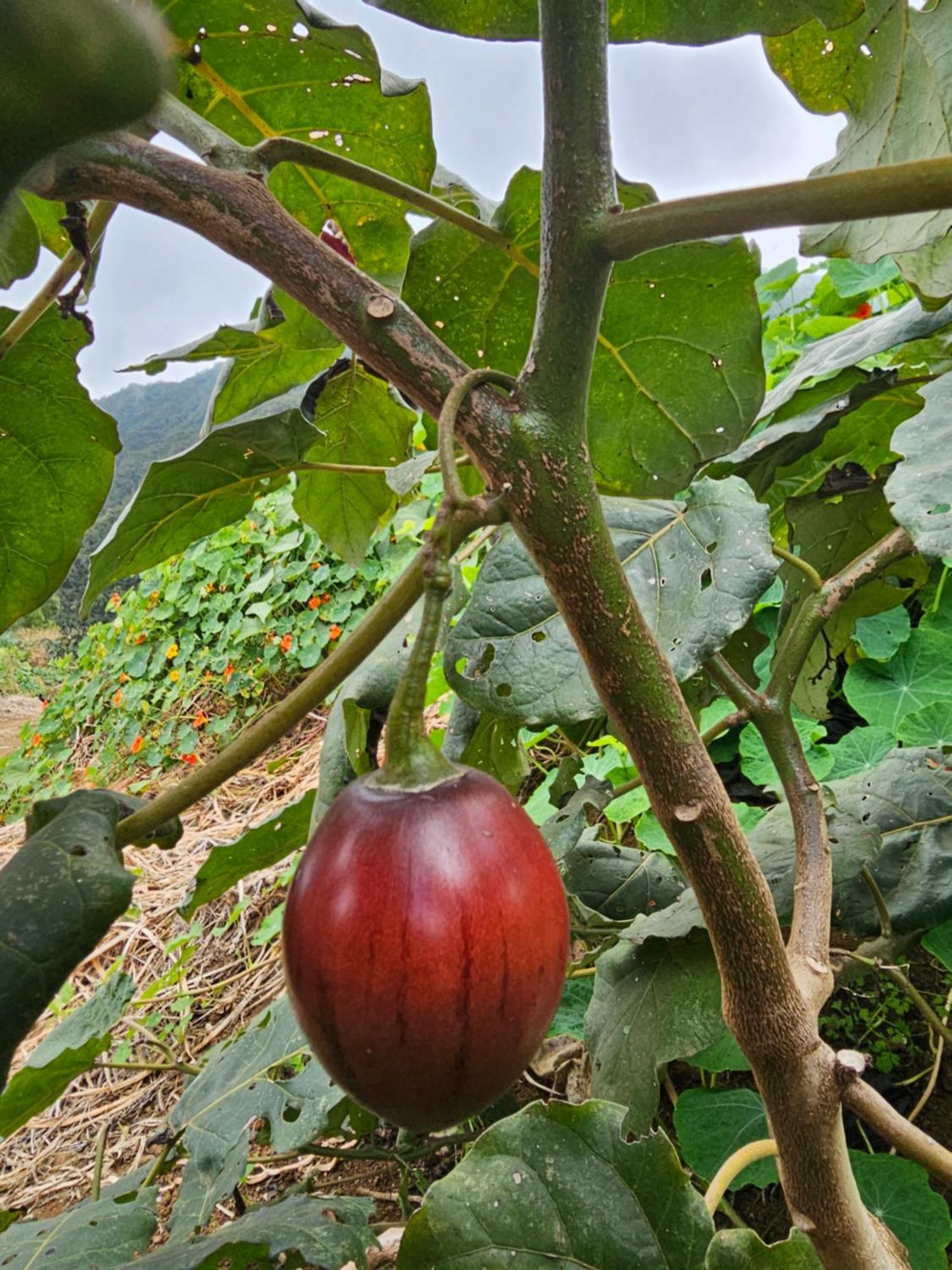 Au Coeur Des Plantations Pensionat La Possession Eksteriør billede