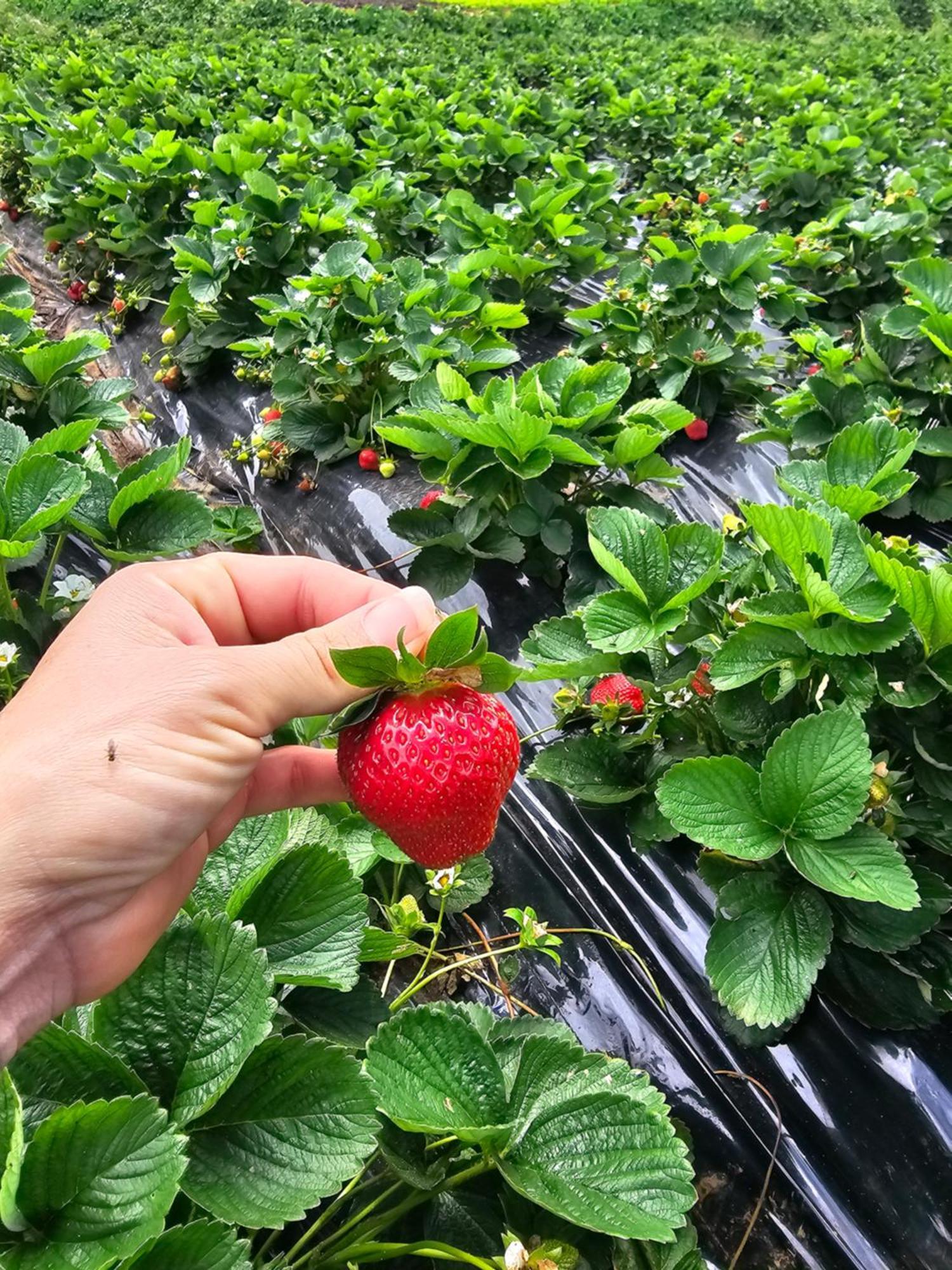 Au Coeur Des Plantations Pensionat La Possession Eksteriør billede